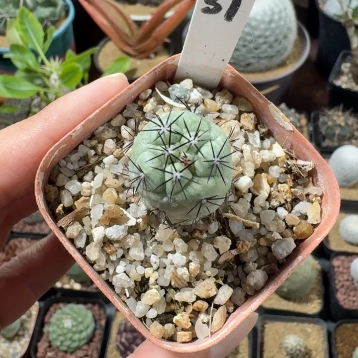 31号帝王丸仙人球1