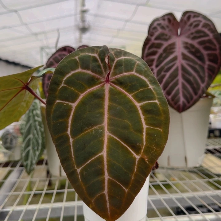 完全开放4号米歇尔/绝紫