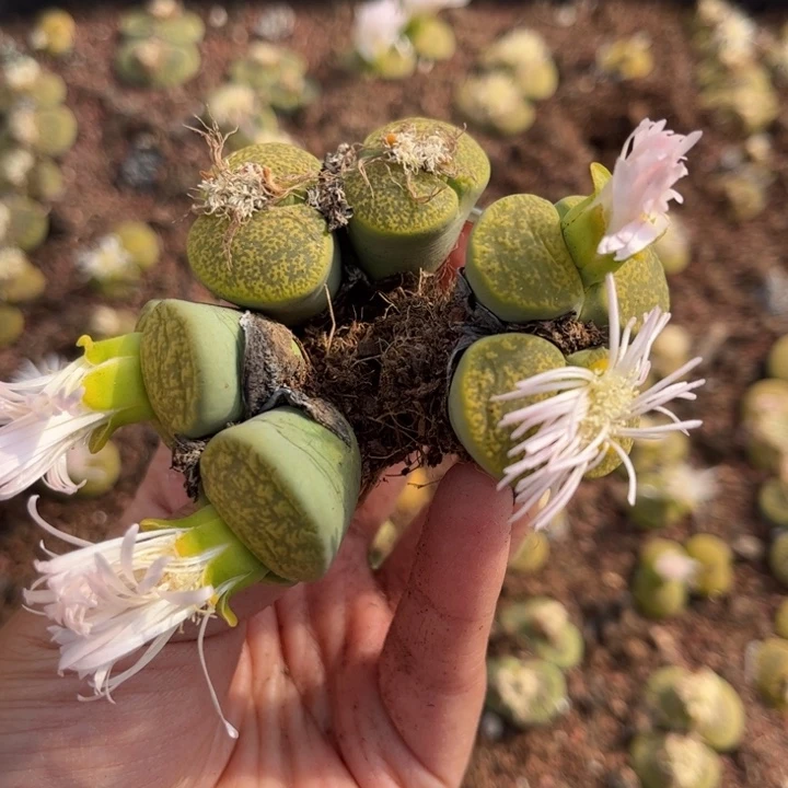 三颗双头绿紫熏888888