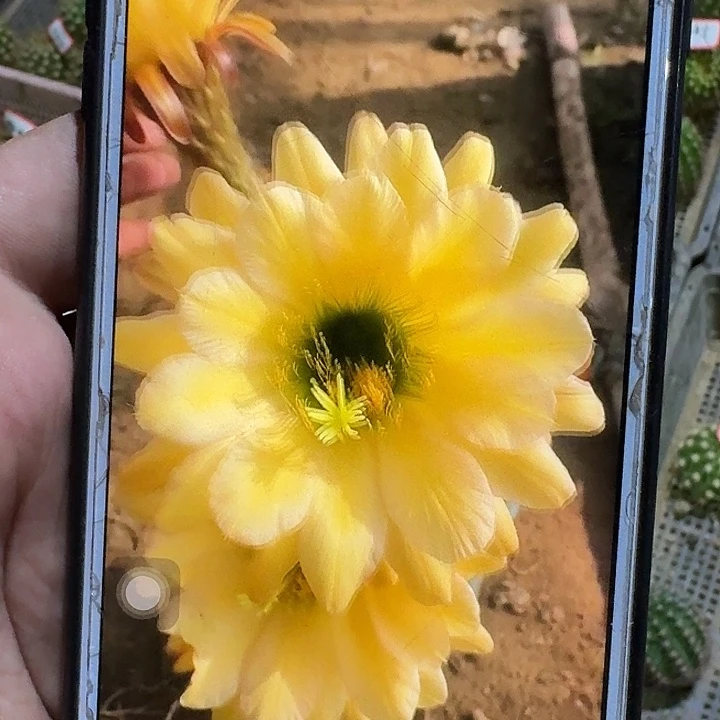 绿眼睛侧芽5公分左右毛花柱