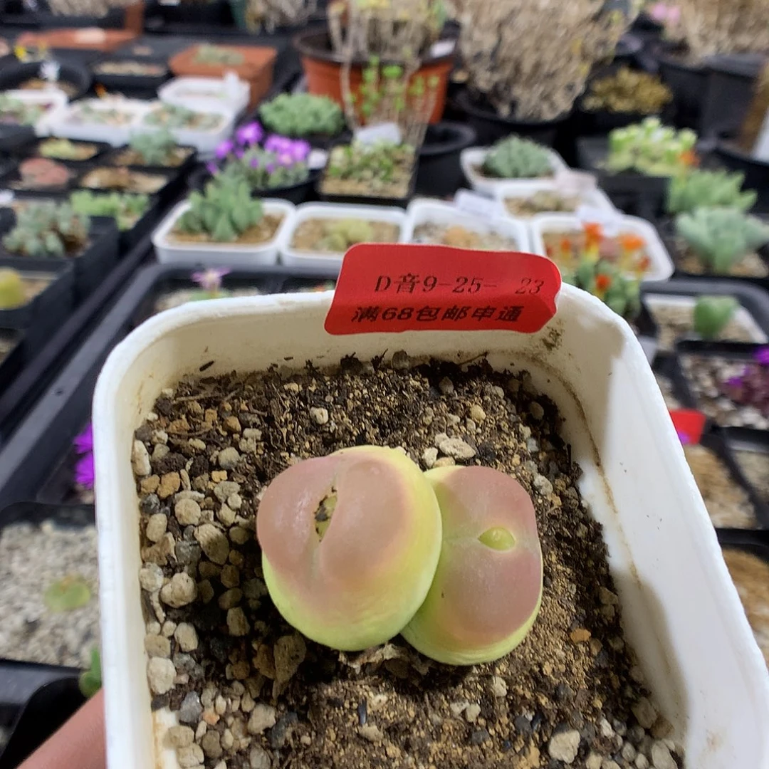 9-25-23 拉登一颗特1500