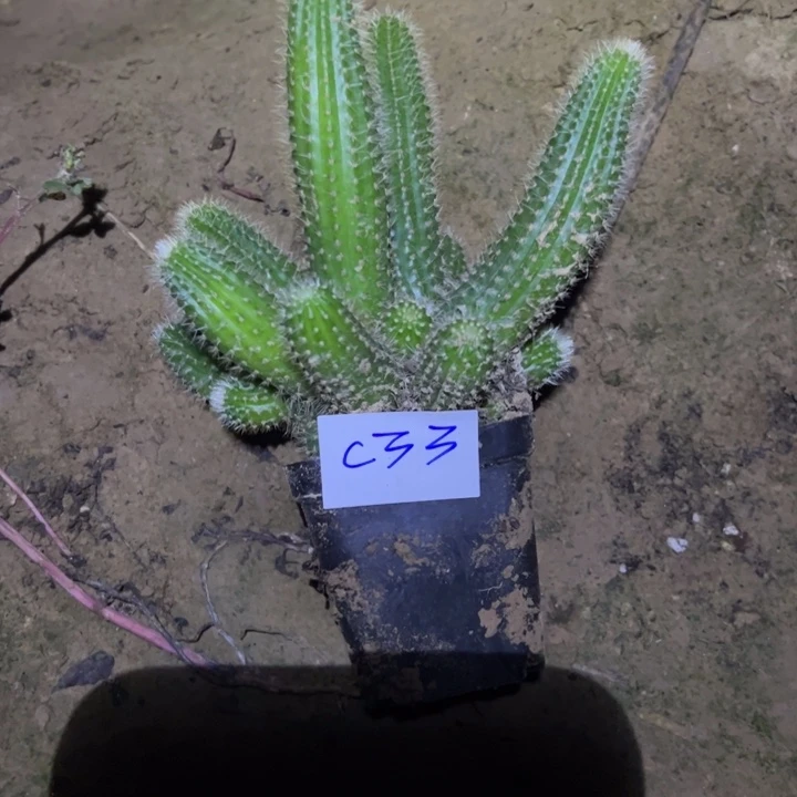 双****C33双色金妞一颗30
