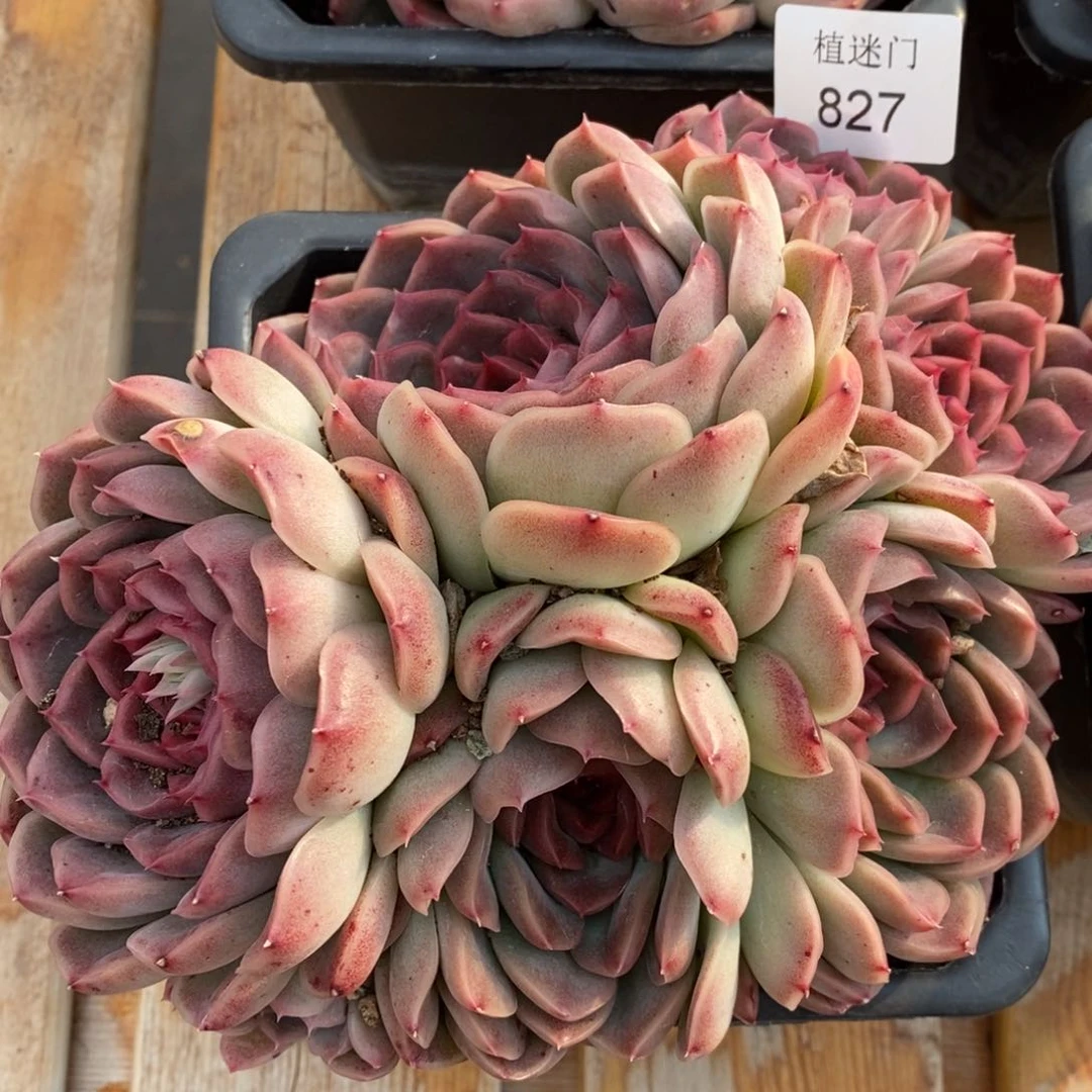 雪****8杂交精品多肉827