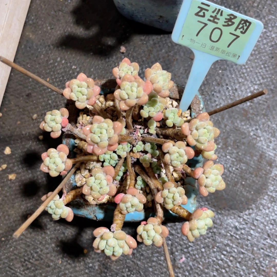 暖***༊云尘多肉一物一拍707不含盆，