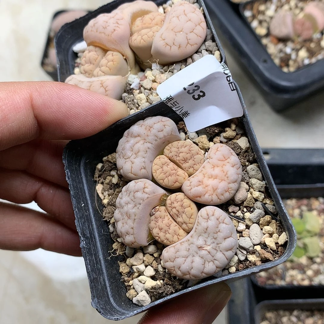 肥***鱼B233多肉植物保护研究所