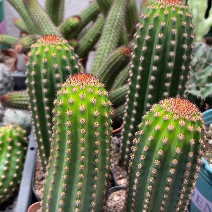 进口金妞金1自根一杯