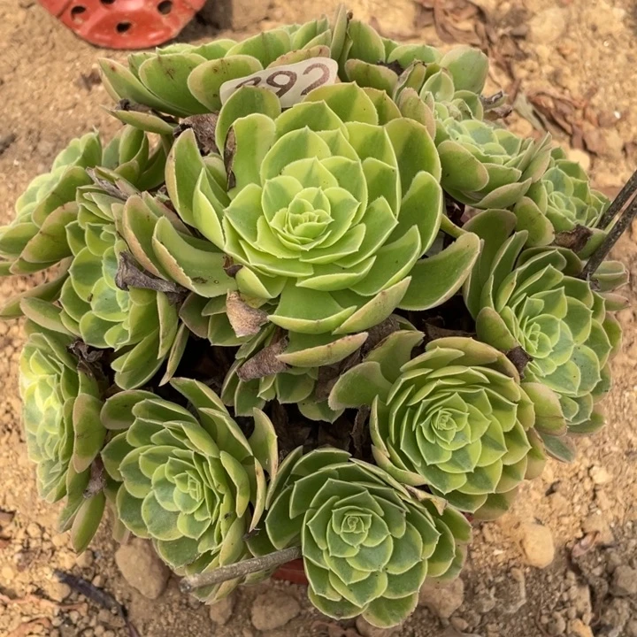无花朵392多肉植物奶白