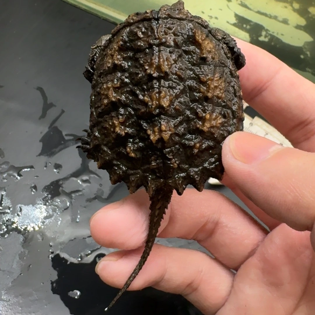 小鳄龟不分公母474