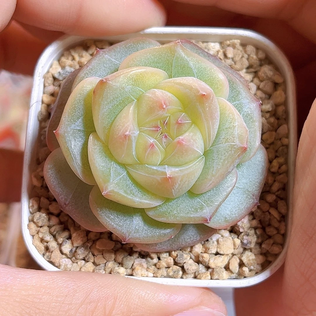 F129一物一拍 糯玉