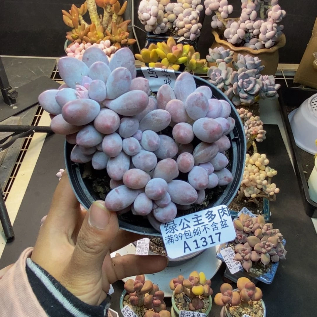 317丸叶汤圆多肉9cm