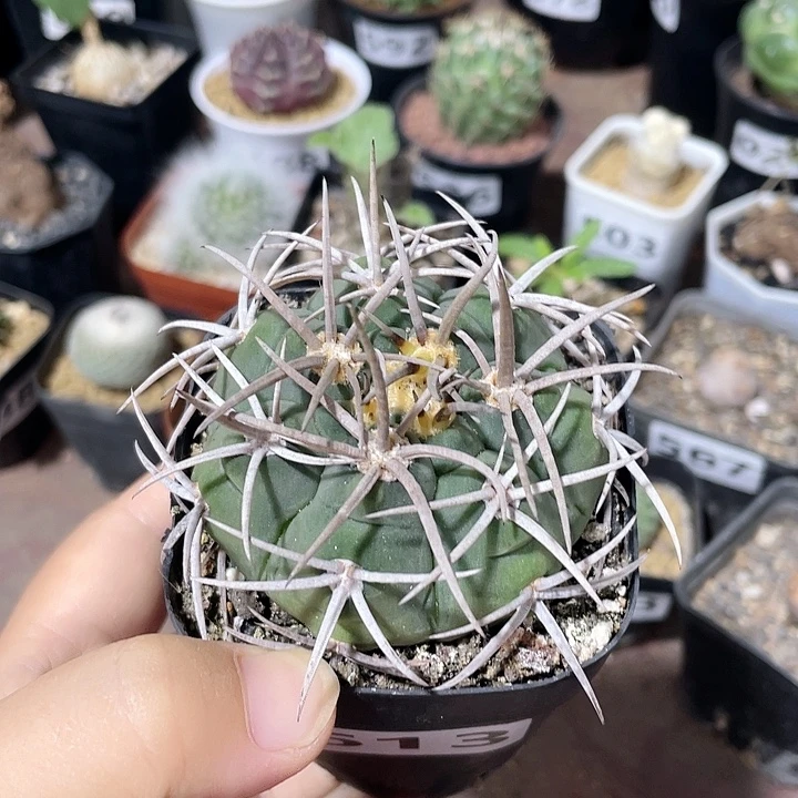 613狂刺碧岩玉仙人球