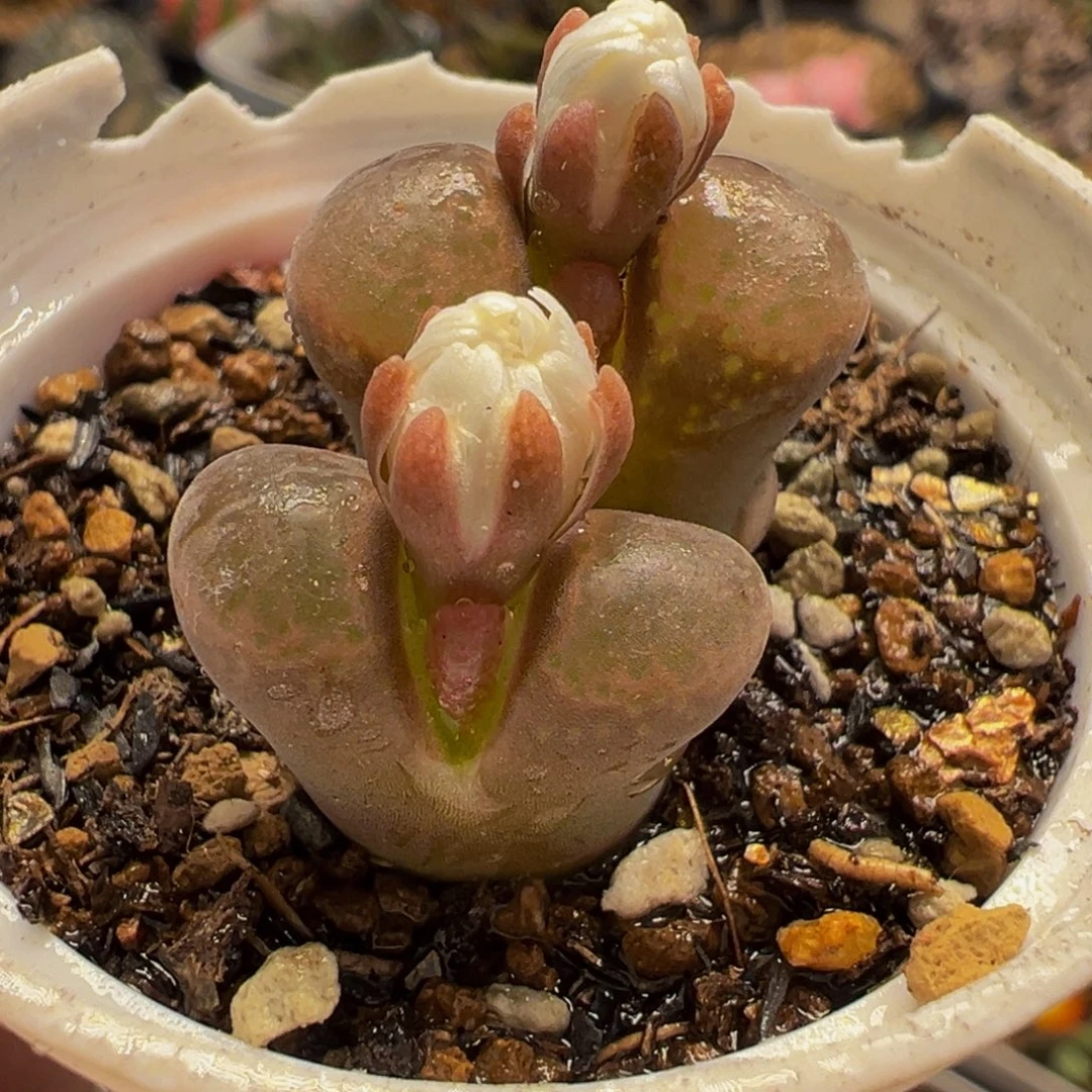 522多肉植物种类多样