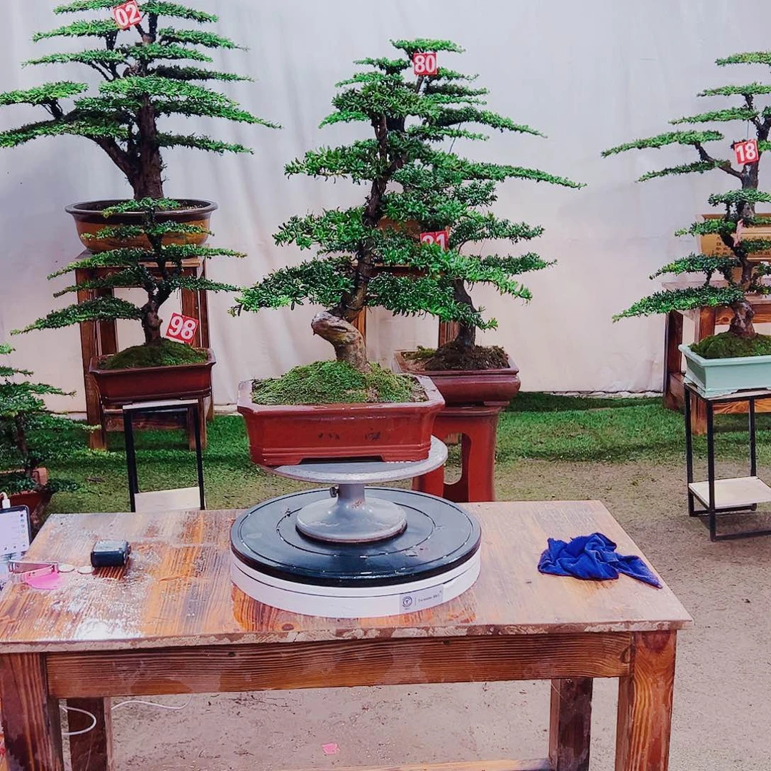 无花朵红芽珍珠罗汉松