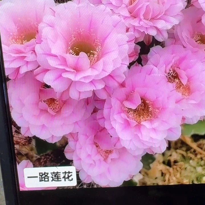 8彩草一路莲花歪3到4公分左右无根侧牙，20包邮