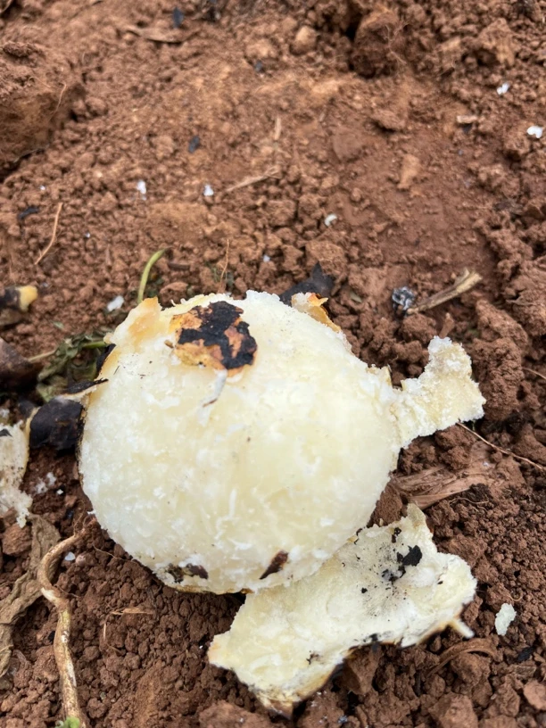 威宁岔河迎江高原种植新鲜白心土豆洋芋软糯可口