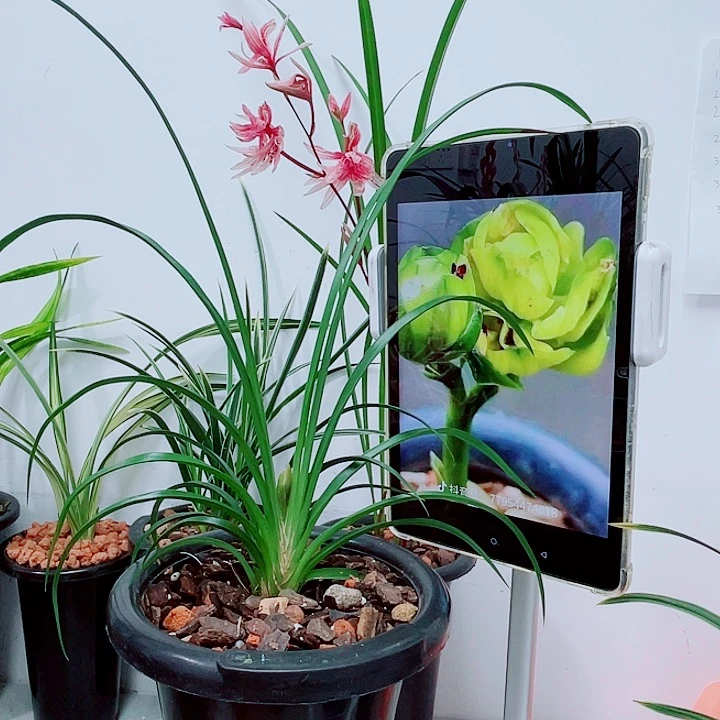 秋之叶中花两苗带花