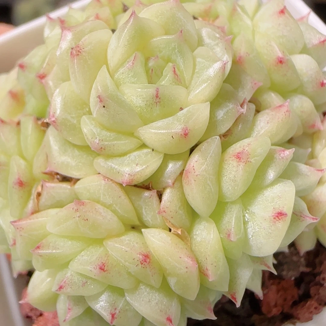 花语逸镜1029-321散