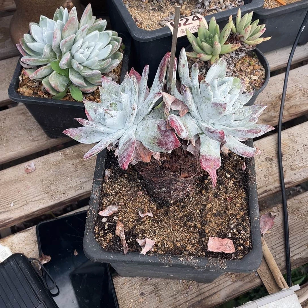 晨溪园艺仙女杯呀