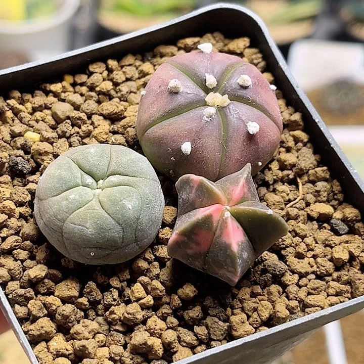 鸾凤玉锦 五瓣紫皮兜 海鲜