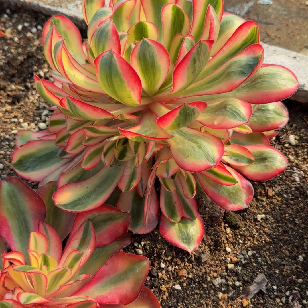 V***n470爱丽丝到秋天。多肉植物