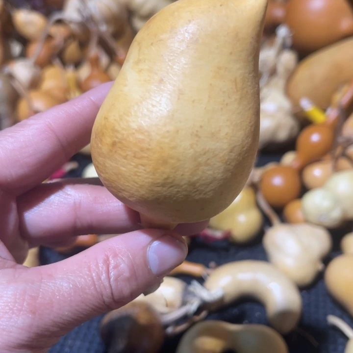 木***涛葫芦葫哈哈哈哈哈哈