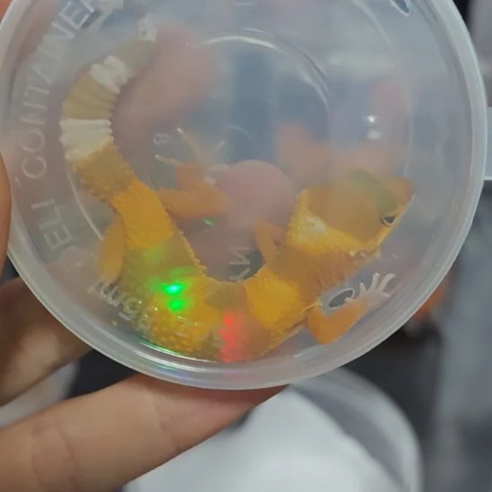 豹纹守宫豹纹守宫蜜橘