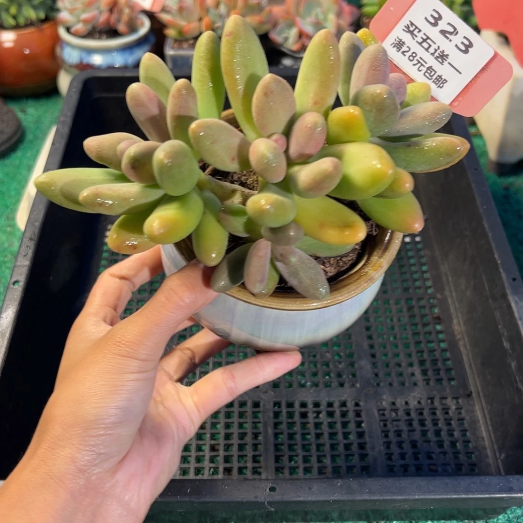 表妹精品多肉植物323.