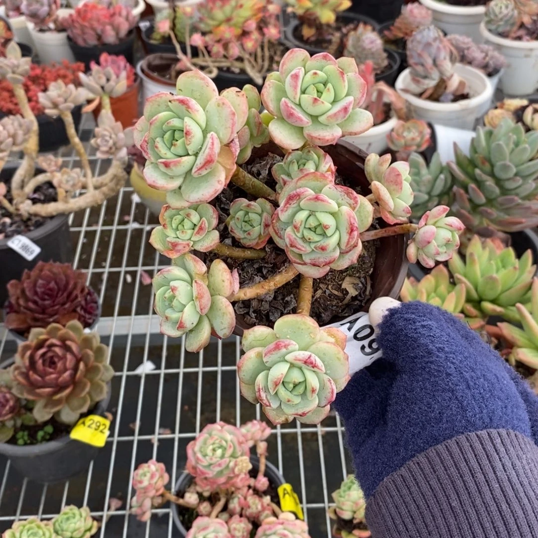 098香草多头一物一拍