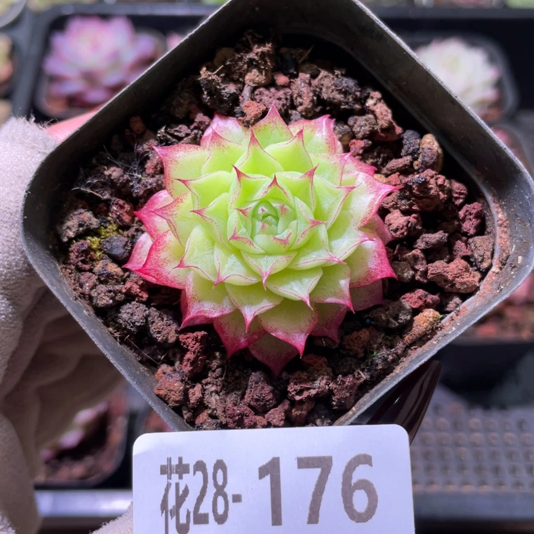 花利美28-176女王玫瑰