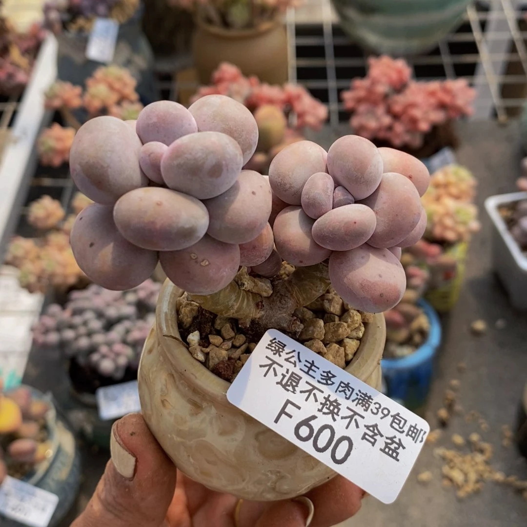 芭比奶酪600/7c m