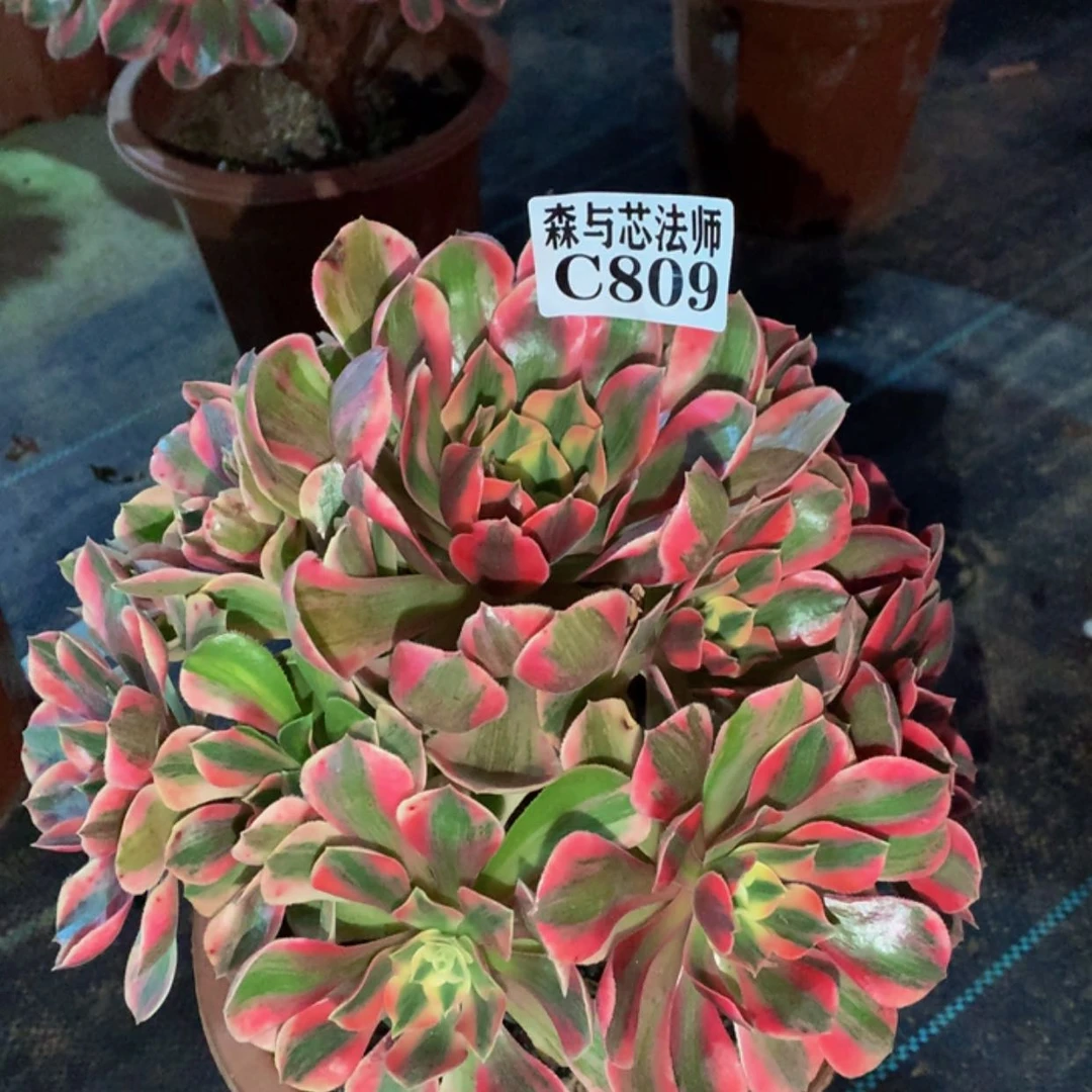 【闪购商品】809粉女巫