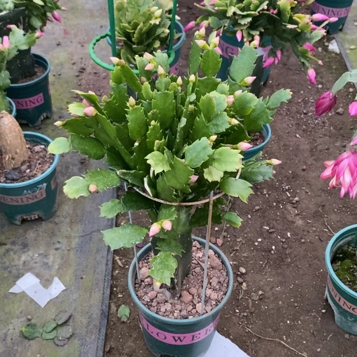 L***a完全开放047火烈鸟重瓣花