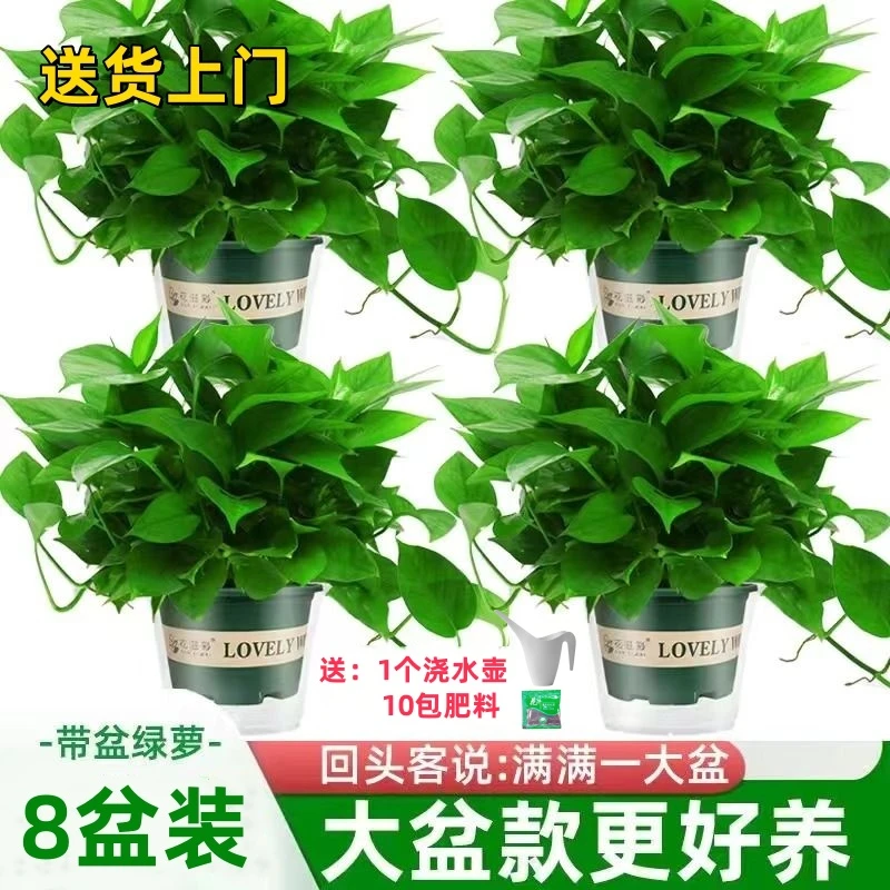 绿姬【8盆装，送货上门】桌面大盆绿萝盆栽除甲醛室内植物新房家用