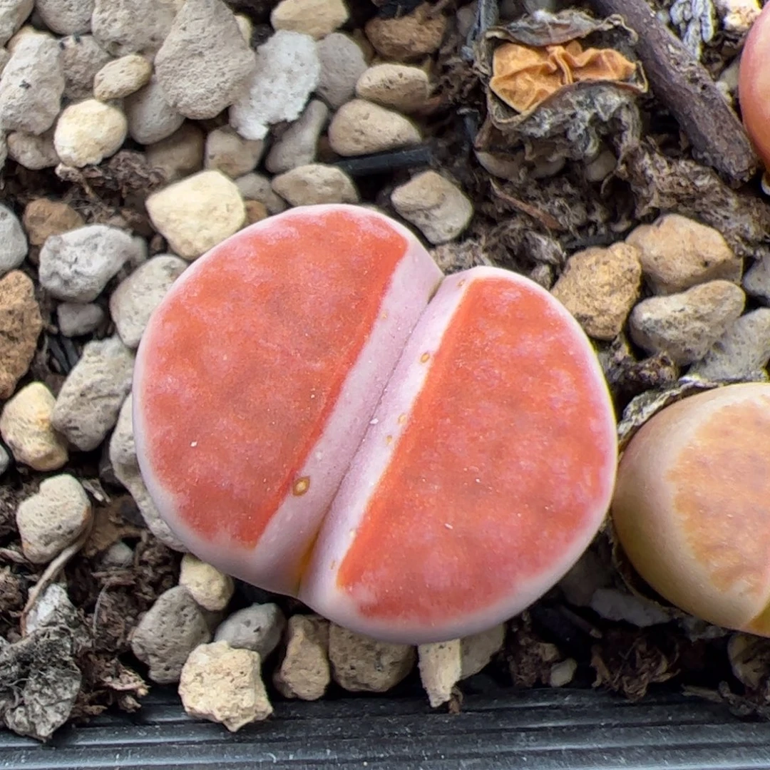 0311号朱唇 多肉植物