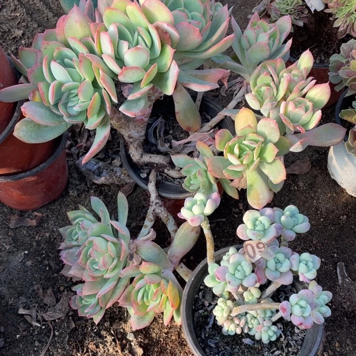 2颗多肉植物组合多肉