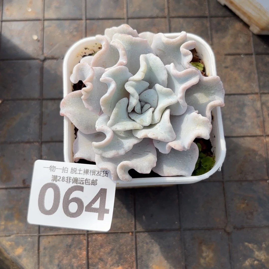 芭蕾舞者无盆土发货