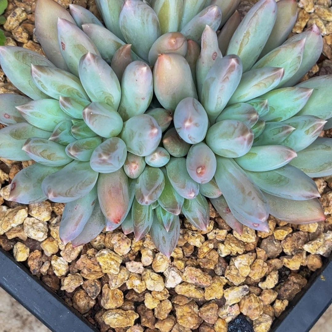 2614号晚上多肉植物群生