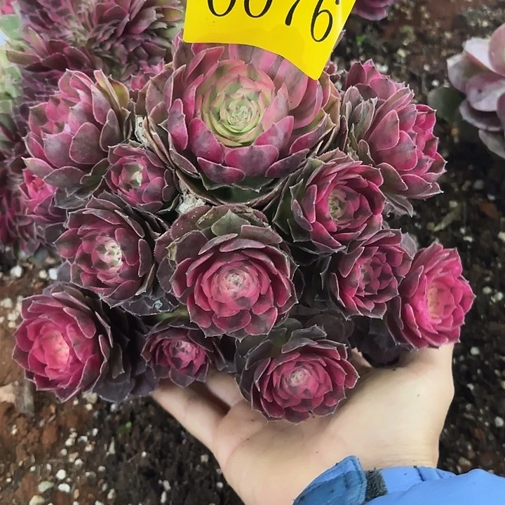 多肉植物0076福利