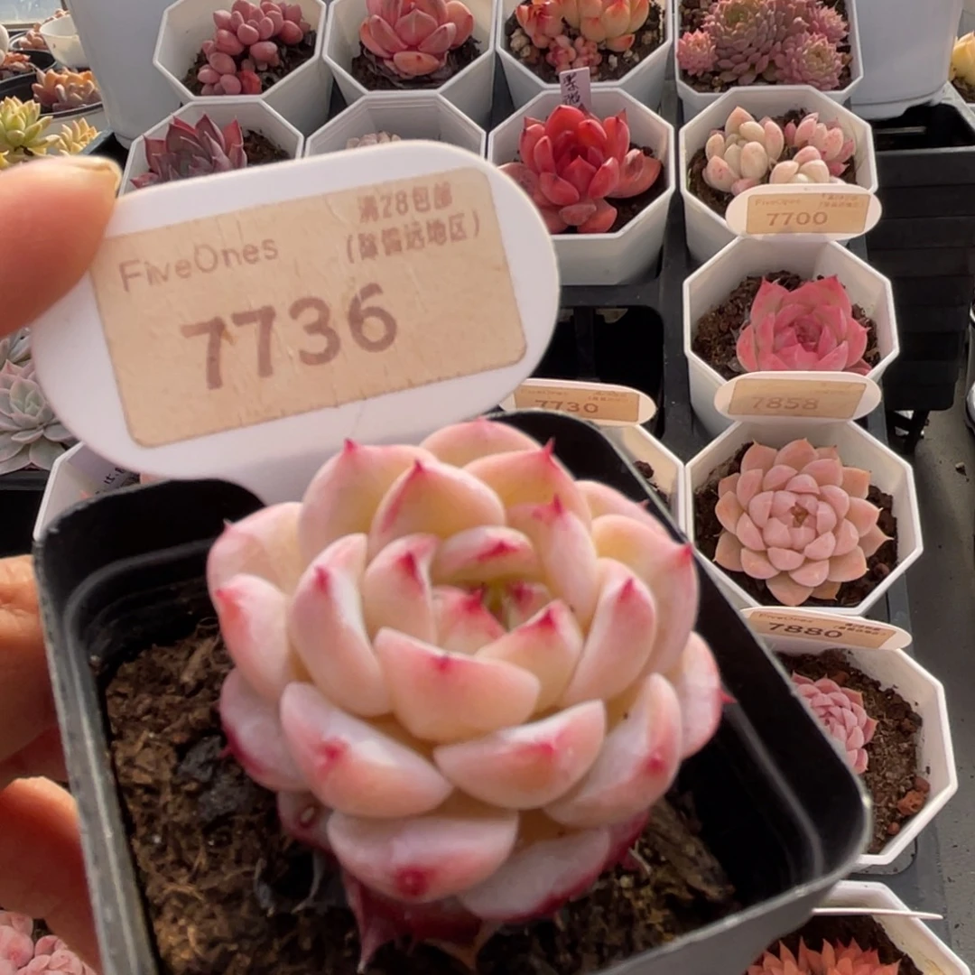 天鹅绒7736-4.0厘米