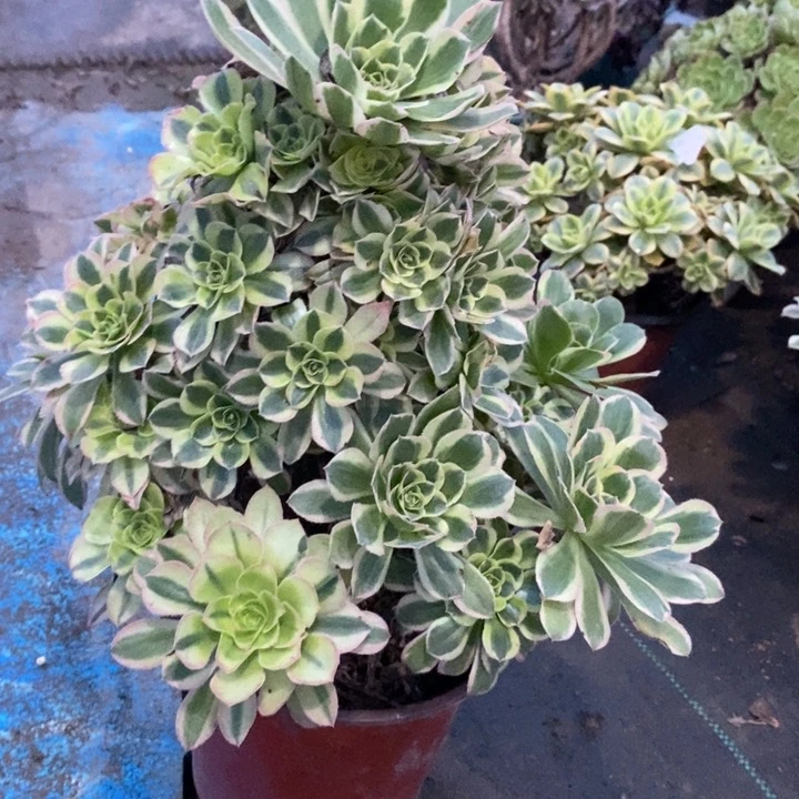 保时捷99多肉植物法师法师法师