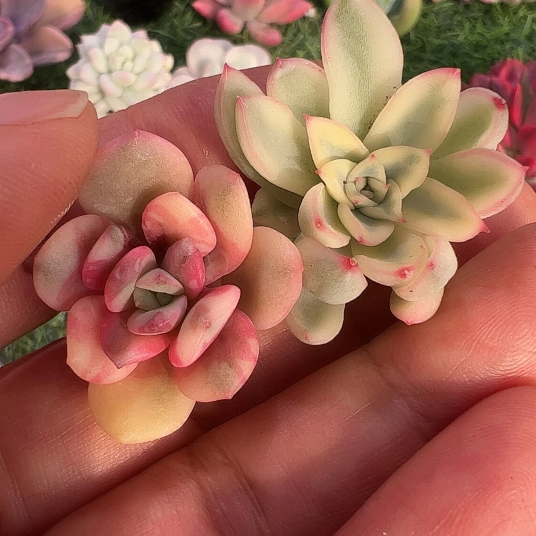 平***然多肉植物多肉植物