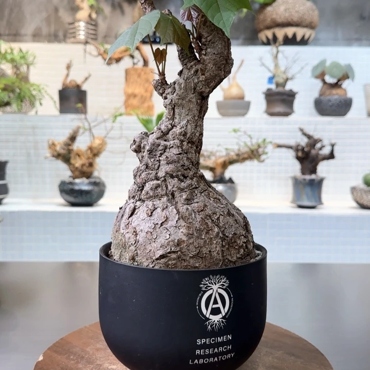 火桐一物一拍含盆