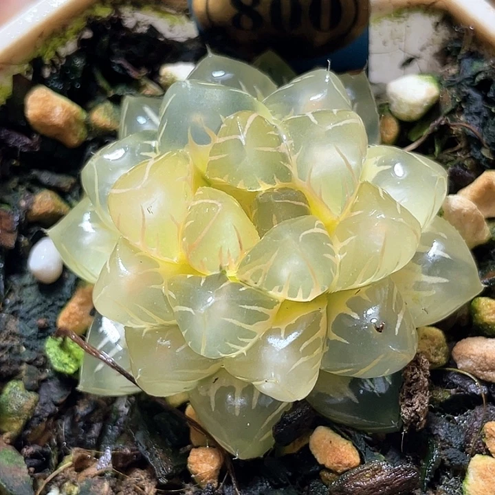 800糊斑灯芯水中月锦特选福利