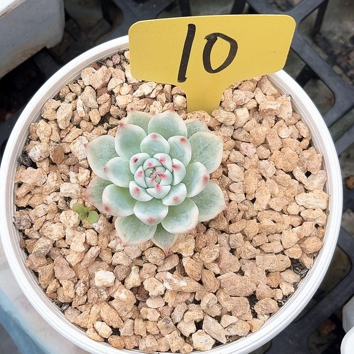 娃娃锦10号码牌子的