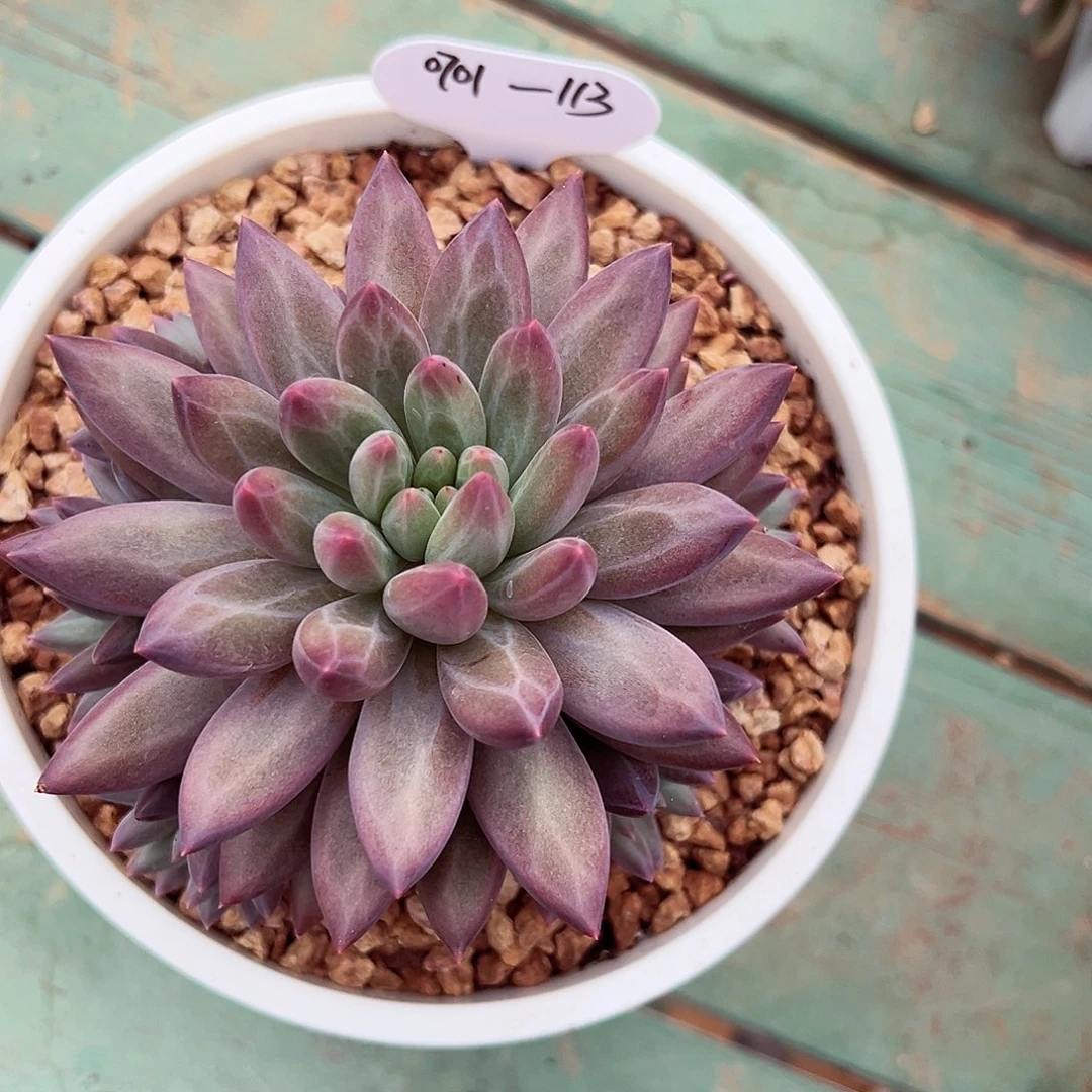 0701-113玻璃球。。。。