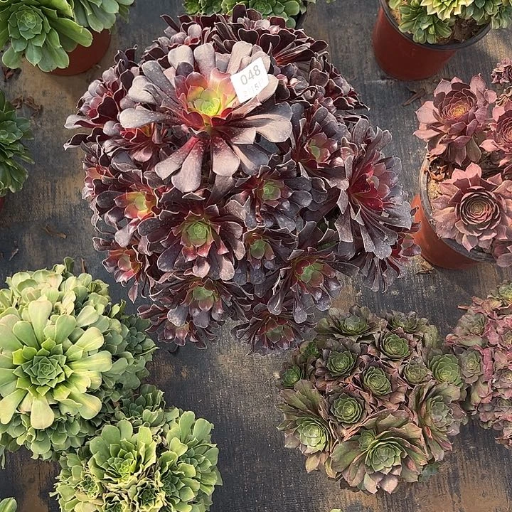 淚**里2.5-48欧紫多肉植物