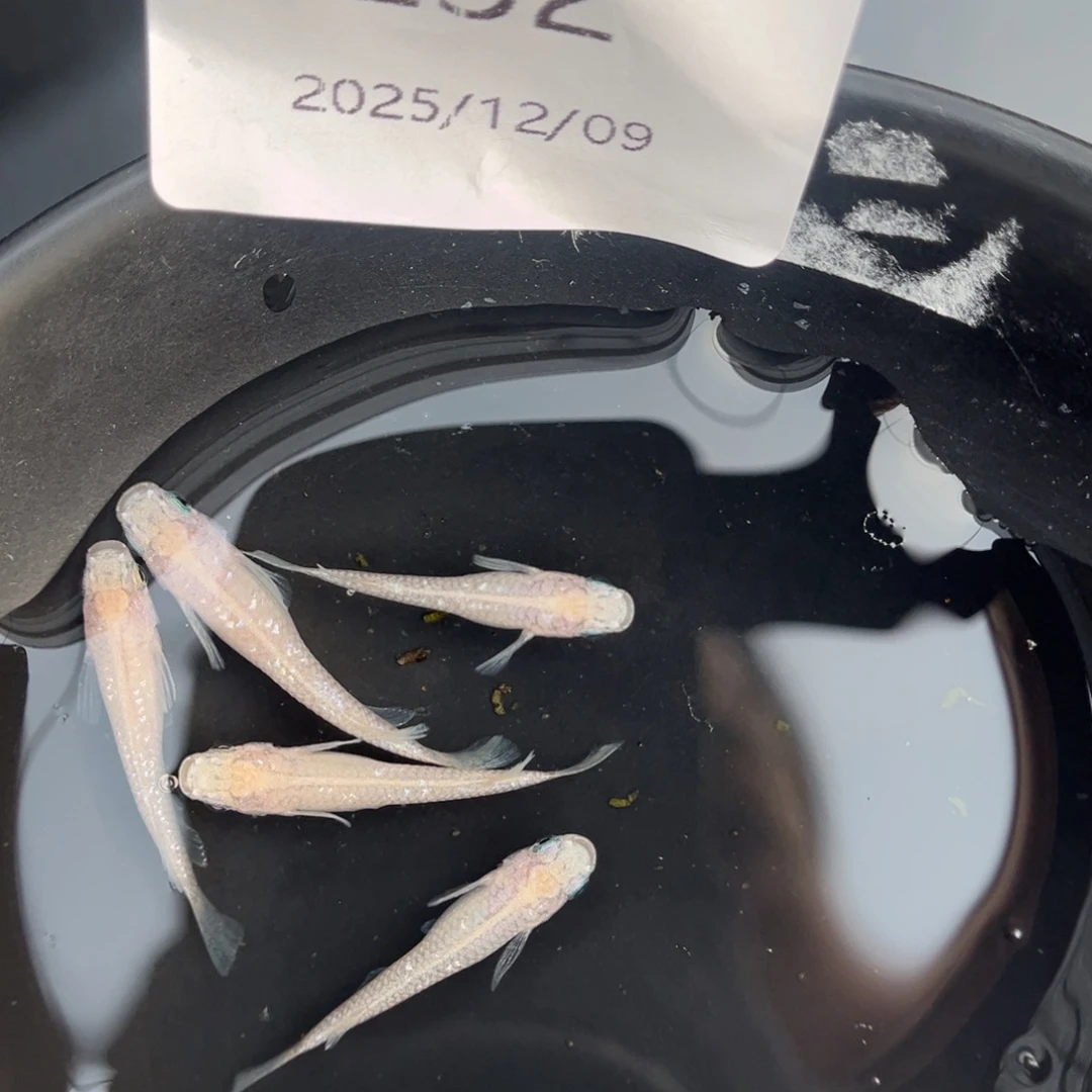 青鳉鱼232白雪公主五尾