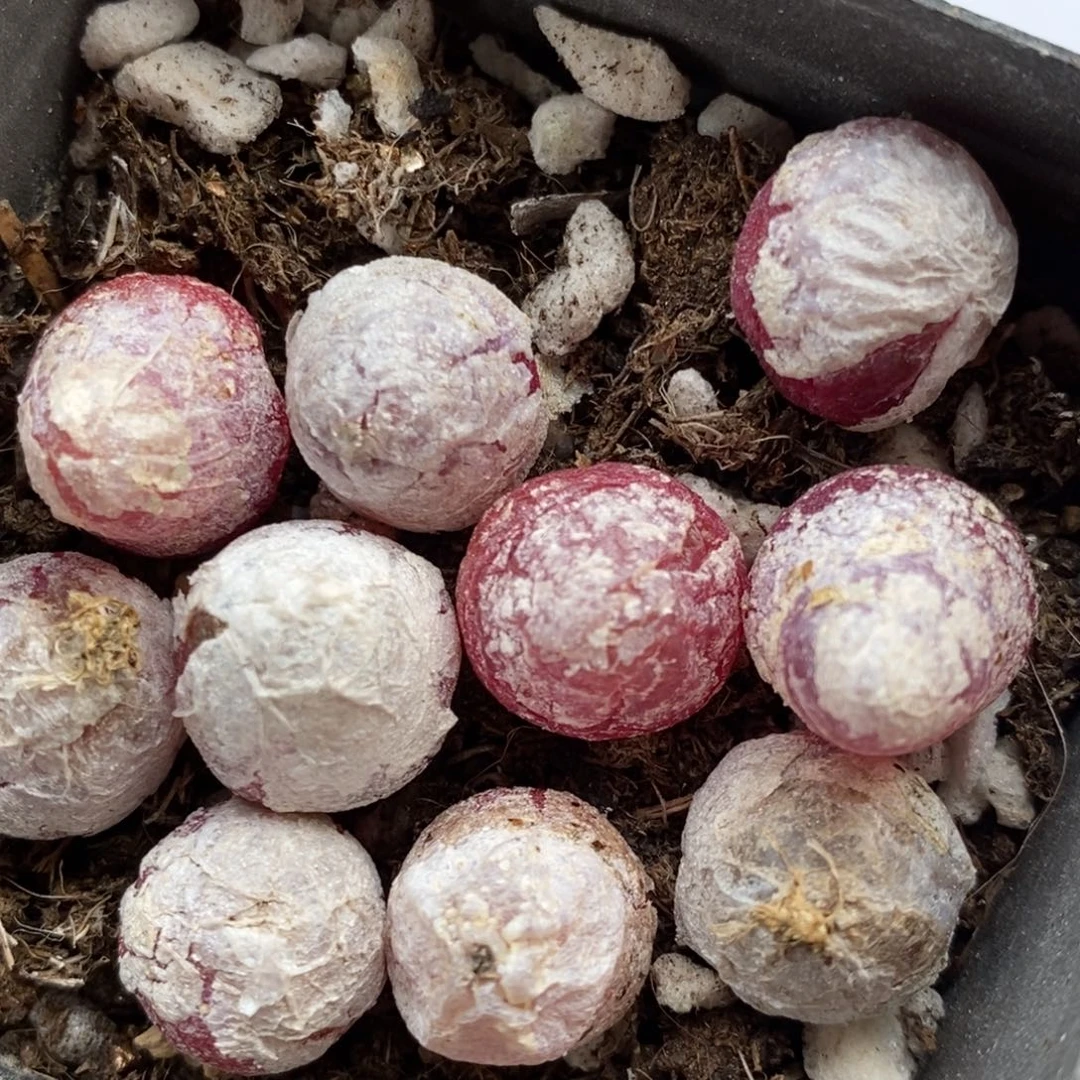 1171灯泡一组有伤