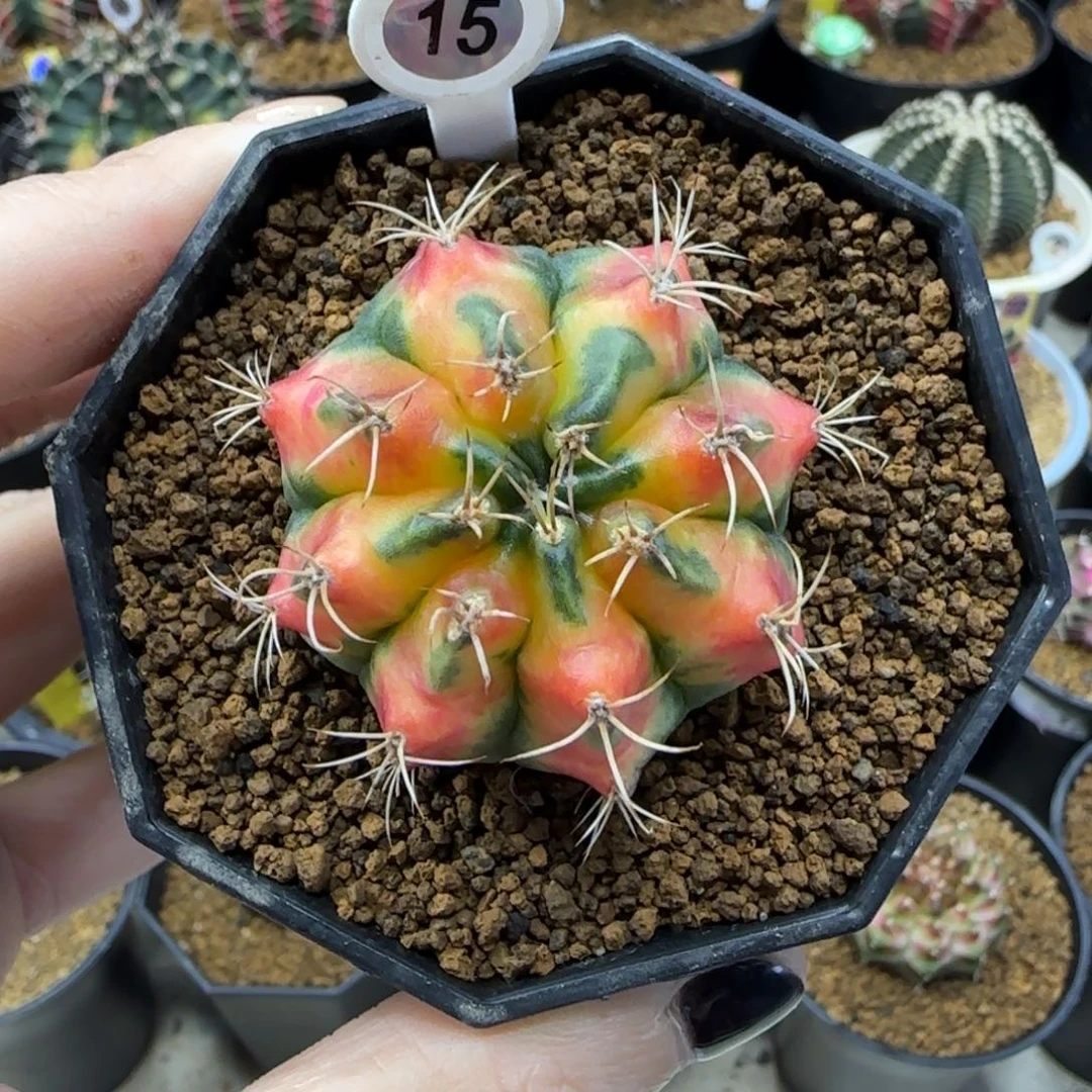 泰系名品侧芽福利价