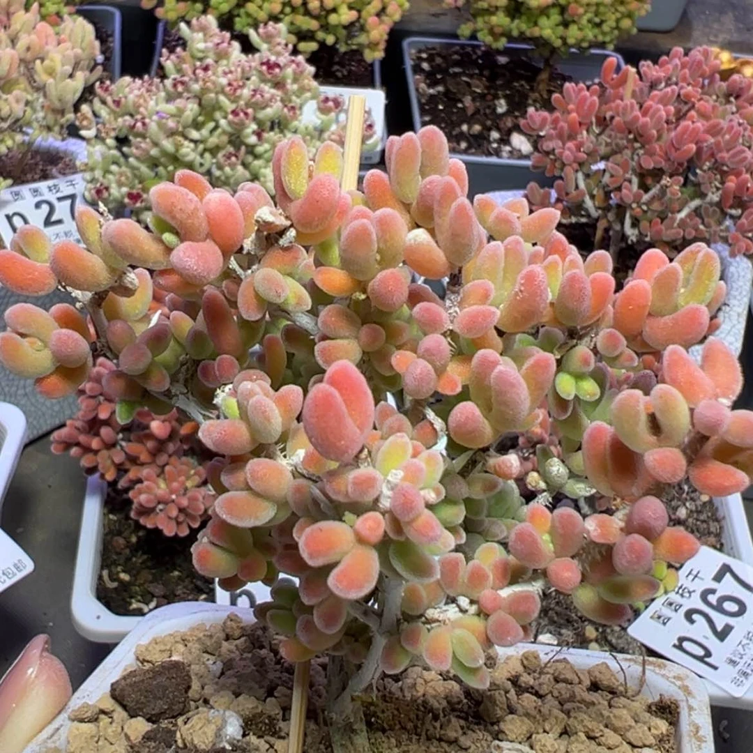 【闪购商品】p301老桩直杆荔枝糯米糍冠幅7.5cm